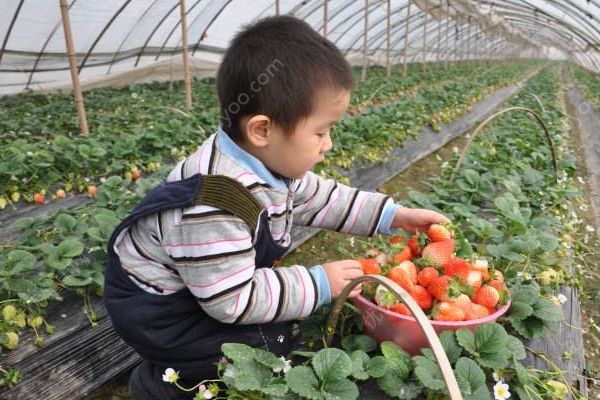 摘草莓什么時候去最好？帶孩子摘草莓須知(2)