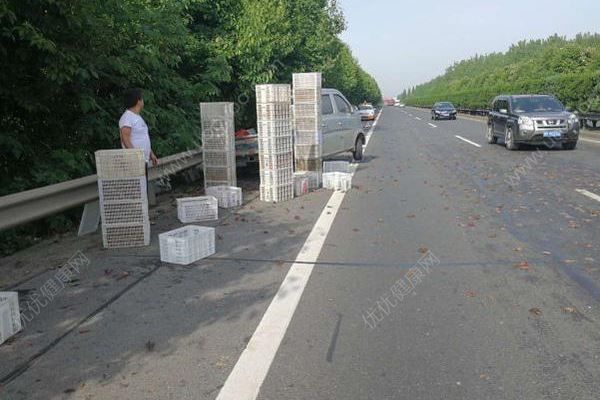 千斤小龍蝦百慕大翻車，遭過(guò)往車輛碾壓成“蝦餅”(1)