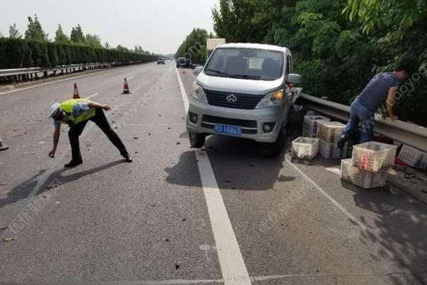 千斤小龍蝦百慕大翻車，遭過(guò)往車輛碾壓成“蝦餅”(2)