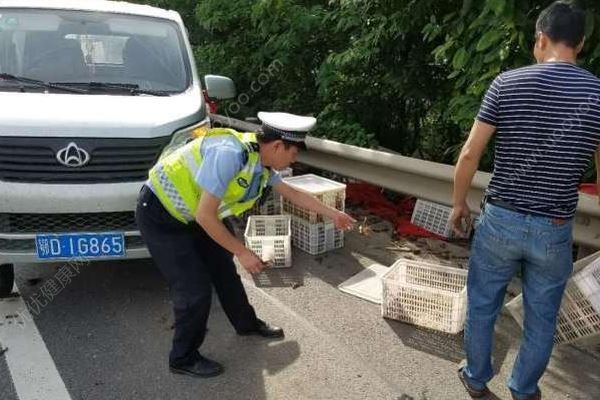 千斤小龍蝦百慕大翻車，遭過(guò)往車輛碾壓成“蝦餅”(3)