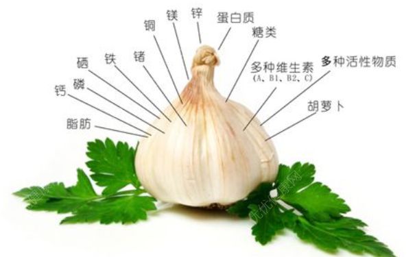 生吃大蔥有什么好處？生吃大蔥的好處(1)