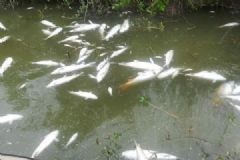 魚塘8萬斤魚全死光：檢出石油類污染物，超標572倍[多圖]