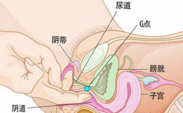 女孩內(nèi)生殖器長什么樣？女生內(nèi)生殖器是怎么樣的？(1)