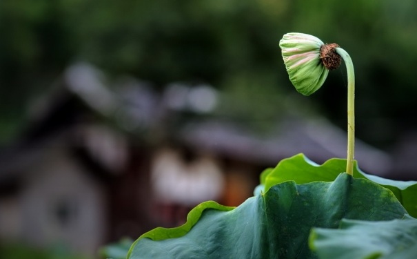 處暑該如何養(yǎng)生？處暑養(yǎng)生有什么注意事項？(1)