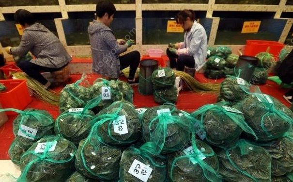 陽澄湖大媽一天捆蟹3000只，月入上萬元，螃蟹為什么要捆起來？(3)