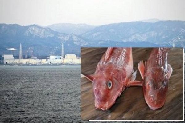 日本現(xiàn)超標(biāo)輻射魚，過度接觸輻射有何危害？(1)