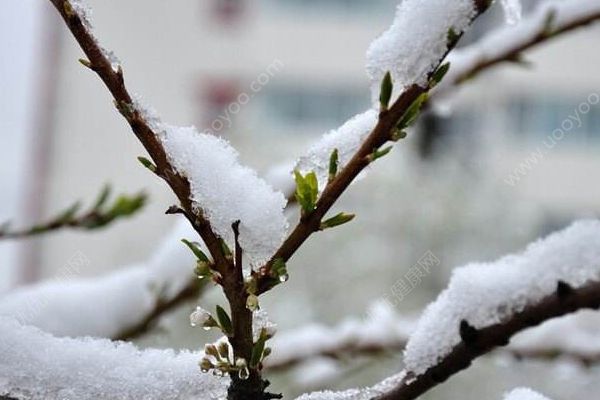 前方“倒春寒”高能預(yù)警！這三類高發(fā)疾病需警惕！(3)