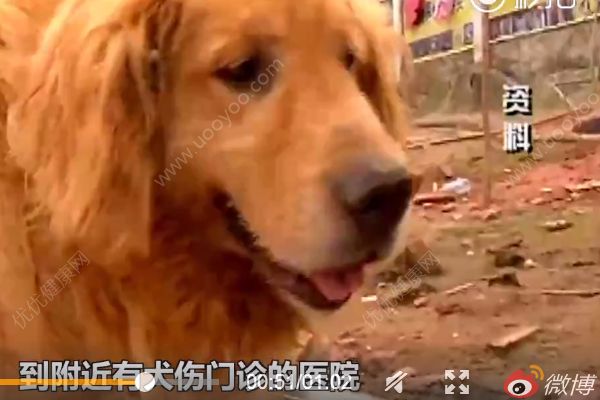 小男孩感染狂犬病“學(xué)狗叫”？警方：系謠言(2)