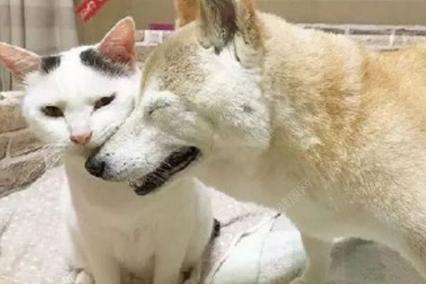 18歲老年癡呆柴犬離世，“親愛的貓，謝謝你用生命愛過我”(2)