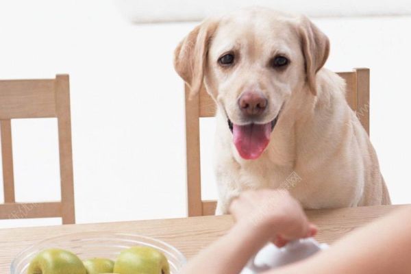 18歲老年癡呆柴犬離世，“親愛的貓，謝謝你用生命愛過我”(3)