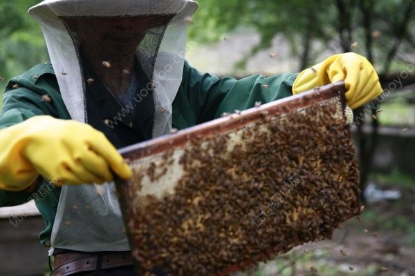 高速收費(fèi)站被蜜蜂“霸占”，被蜜蜂蟄了怎么辦？(2)