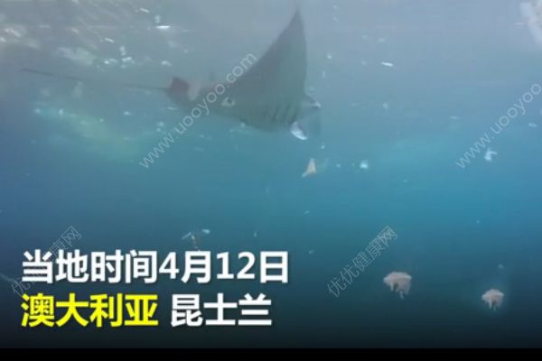 白色垃圾霸占澳洲海灘！魚類與塑料同游！(1)