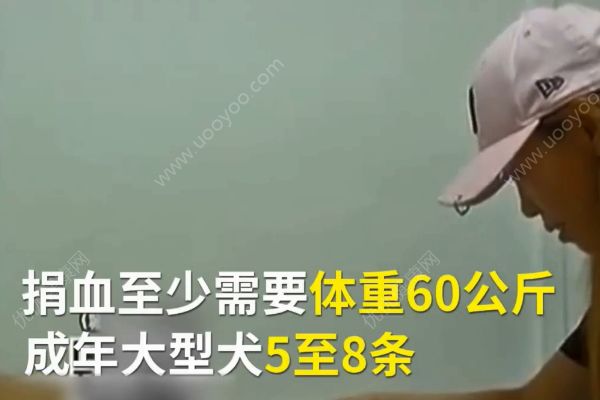 金毛狗內(nèi)臟出血病危！20多只狗深夜集體捐血！(3)