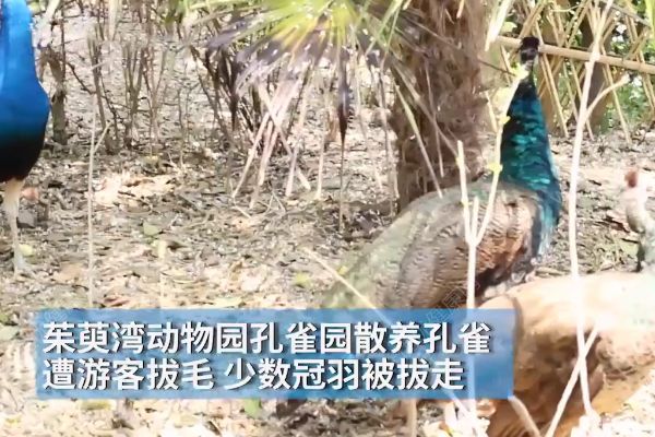 孔雀遭拔毛成公雞！動物園：或?qū)⒂慰土腥牒诿麊危?1)