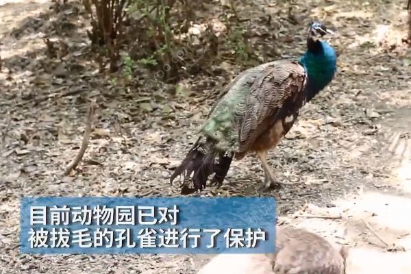 孔雀遭拔毛成公雞！動物園：或?qū)⒂慰土腥牒诿麊危?3)