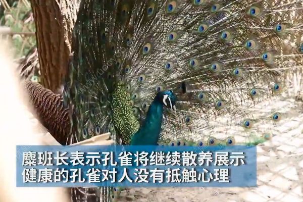 孔雀遭拔毛成公雞！動物園：或?qū)⒂慰土腥牒诿麊危?4)