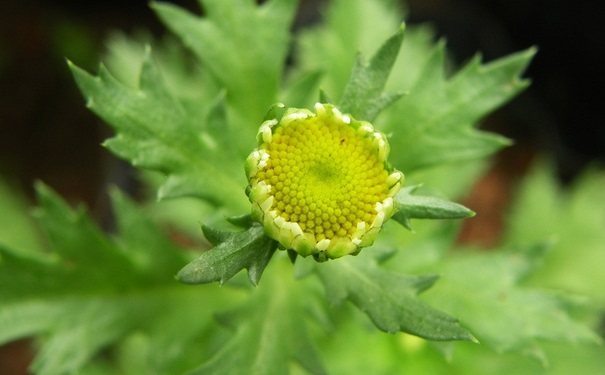 驅蚊植物對人體有害嗎？驅蚊植物有哪些？(1)