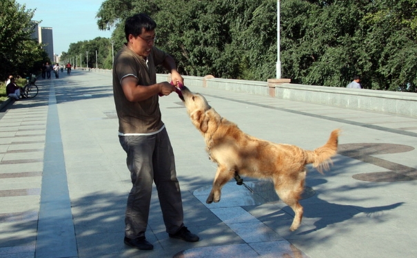 被狗咬了出血不打針行嗎？狗咬傷不打狂犬疫苗會怎樣？(1)