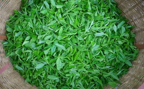 生茶和熟茶哪個(gè)好？生茶和熟茶的區(qū)別(1)