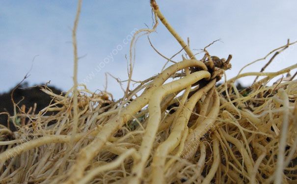 龍膽草有什么作用？龍膽草的功效與作用及禁忌癥(1)