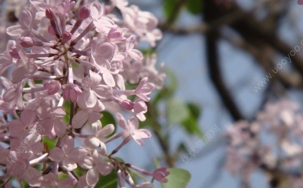 丁香花蕾有什么作用？丁香花蕾有哪些功效？(1)