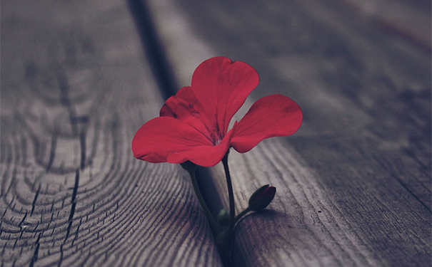 喝藏紅花會導(dǎo)致不孕嗎？喝藏紅花影響懷孕嗎？(1)