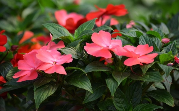 鳳仙花能治灰指甲嗎？鳳仙花可以治療灰指甲嗎？(1)