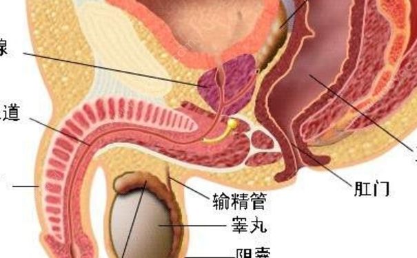 睪丸炎能自愈嗎？睪丸炎吃什么藥？(1)