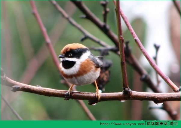 老人用什么打發(fā)時(shí)間好？老人養(yǎng)鳥(niǎo)的樂(lè)趣(2)