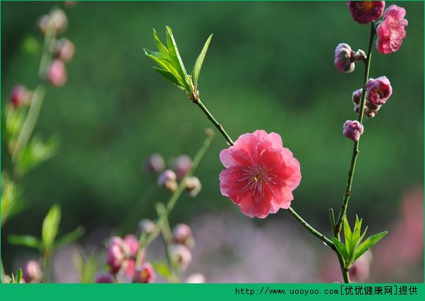 什么花對(duì)孕婦不好？哪些花對(duì)孕婦有害處？(1)