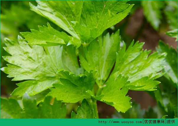 豆芽能和芹菜一起吃嗎？芹菜和豆芽一起吃有什么好處？(2)