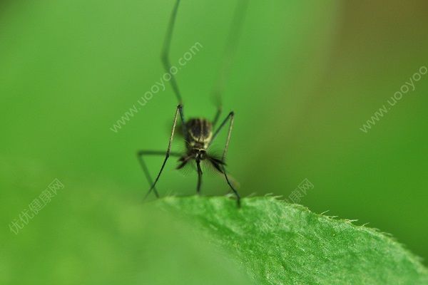 蚊子為什么晚上出來？蚊子晚上能看見嗎？(2)