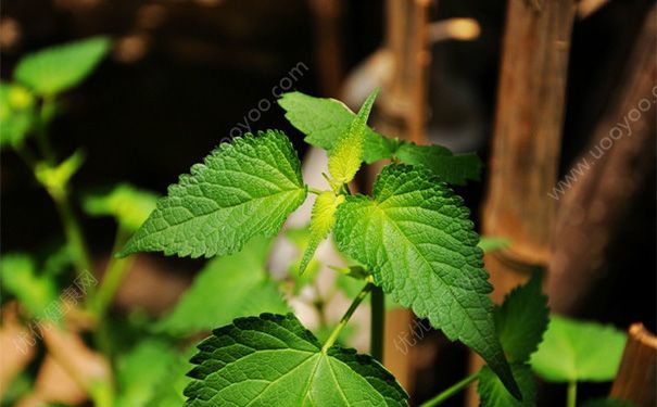 薄荷曬干泡茶有什么好處？薄荷曬干泡水的功效(1)