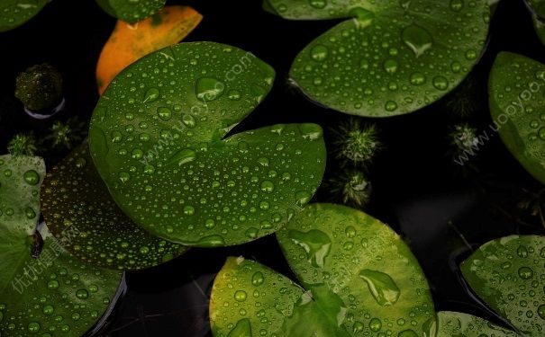 下雨衣服晾不干怎么辦？下雨天淋雨的衣服還要洗嗎？(4)