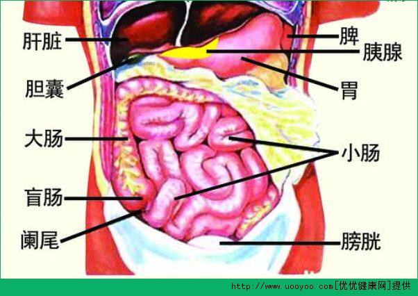 診脈有什么作用？診脈和臟腑的聯(lián)系(2)