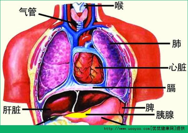 診脈有什么作用？診脈和臟腑的聯(lián)系(3)