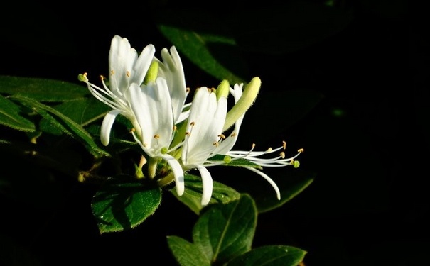 金銀花茶的做法是怎樣的？金銀花茶怎么做？(1)