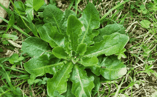 吃野菜能否生男孩？孕期吃野菜的方法是什么？(1)