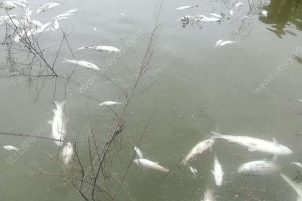 魚塘8萬斤魚全死光：檢出石油類污染物，超標(biāo)572倍(4)