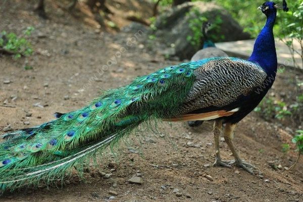 男孩動(dòng)物園內(nèi)被孔雀啄出血，帶孩子去動(dòng)物園要注意什么？(1)