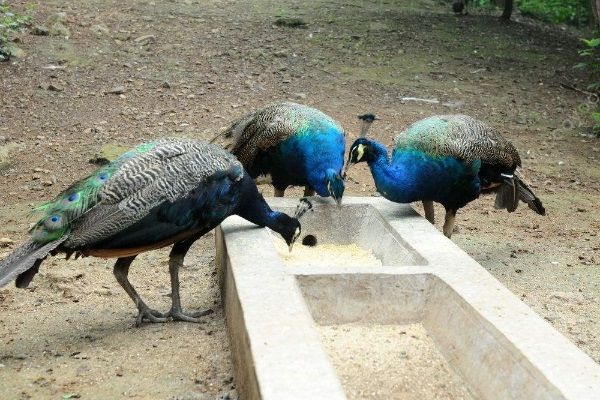 男孩動(dòng)物園內(nèi)被孔雀啄出血，帶孩子去動(dòng)物園要注意什么？(2)