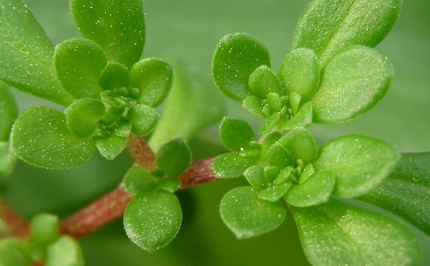 春天吃哪些野菜好？春天吃什么野菜有營養(yǎng)？(1)