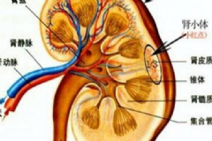 腎結(jié)石金錢草有用嗎？腎結(jié)石喝金錢草管用嗎？[圖]