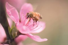 蜂膠是蜂王漿嗎？蜂膠和蜂王漿的區(qū)別[圖]