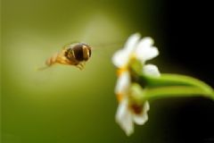 蜂膠有什么作用？吃蜂膠有什么好處？[圖]