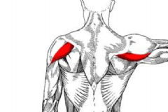 三角肌后束怎么鍛煉？三角肌后束鍛煉方法[圖]