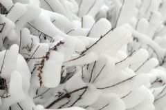 全國多地下雪，白雪皚皚，雪可以直接吃嗎？[多圖]