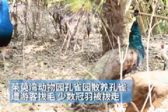 孔雀遭拔毛成公雞！動物園：或?qū)⒂慰土腥牒诿麊危多圖]