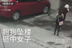 高空墜狗路過女子被砸傷，結果狗卻活著，如何防止高空拋物？[多圖]