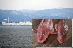 日本現(xiàn)超標輻射魚，過度接觸輻射有何危害？[多圖]